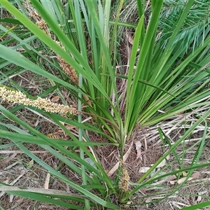 Lomandra longifolia (Spiny-headed Mat-rush, Honey Reed) at Otford, NSW - 29 Sep 2025 by mahargiani