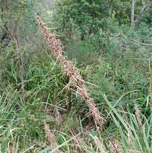 Lomandra (genus) at Otford, NSW - 29 Sep 2025 by mahargiani
