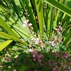Indigofera australis subsp. australis at Mount Keira, NSW - 30 Sep 2025 by mahargiani