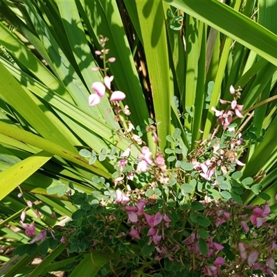 Indigofera australis subsp. australis at Mount Keira, NSW - 30 Sep 2025 by mahargiani