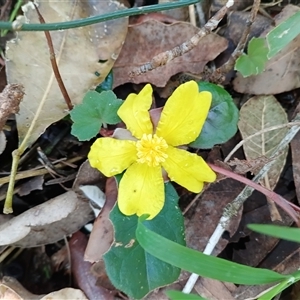 Hibbertia dentata at Mount Keira, NSW - 30 Sep 2025 by mahargiani
