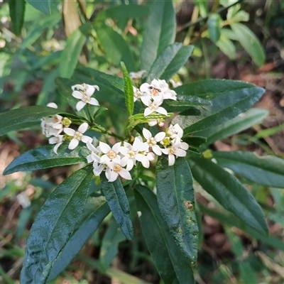 Zieria arborescens at Mount Keira, NSW - 30 Sep 2025 by mahargiani