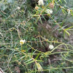 Acacia ulicifolia (Prickly Moses) at Mount Keira, NSW - 30 Sep 2025 by mahargiani