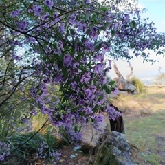 Prostanthera ovalifolia at Mount Keira, NSW - 30 Sep 2025 by mahargiani