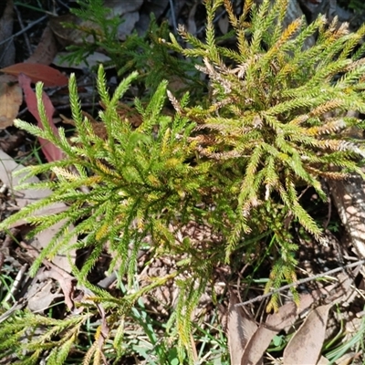 Austrolycopodium fastigiatum at Monga, NSW - 1 Oct 2025 by mahargiani