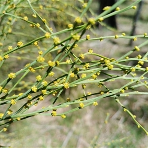 Unverified Other Shrub at Krawarree, NSW - 1 Oct 2025 by mahargiani