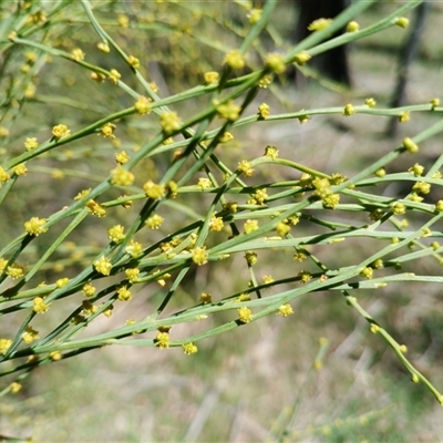 Exocarpos strictus (Dwarf Cherry) at Krawarree, NSW - 1 Oct 2025 by mahargiani