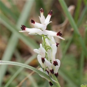 Fumaria officinalis (Common Fumitory) at Ainslie, ACT - 2 Oct 2025 by ConBoekel