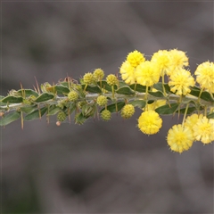 Acacia paradoxa (Kangaroo Thorn) at Turner, ACT - 2 Oct 2025 by ConBoekel
