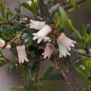 Cryptandra amara (Bitter Cryptandra) at Campbell, ACT - 2 Oct 2025 by ConBoekel