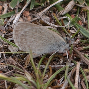 Zizina otis (Common Grass-Blue) at Campbell, ACT - 2 Oct 2025 by ConBoekel