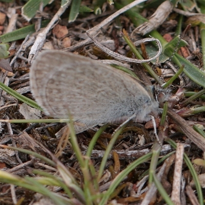 Zizina otis (Common Grass-Blue) at Campbell, ACT - 2 Oct 2025 by ConBoekel