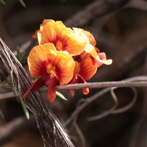 Unverified Other Shrub at Campbell, ACT - 2 Oct 2025 by ConBoekel