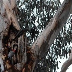 Callocephalon fimbriatum (Gang-gang Cockatoo) at Hughes, ACT - 2 Oct 2025 by LisaH
