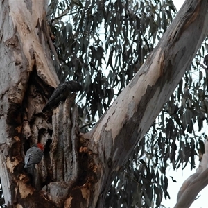 Callocephalon fimbriatum (Gang-gang Cockatoo) at Hughes, ACT - 2 Oct 2025 by LisaH