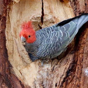 Callocephalon fimbriatum (Gang-gang Cockatoo) at Hughes, ACT - 2 Oct 2025 by LisaH