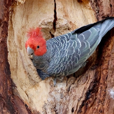 Callocephalon fimbriatum (Gang-gang Cockatoo) at Hughes, ACT - 2 Oct 2025 by LisaH