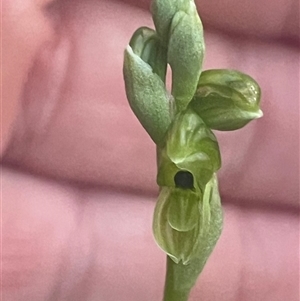 Hymenochilus bicolor (ACT) = Pterostylis bicolor (NSW) (Black-tip Greenhood) at Kenny, ACT - 1 Oct 2025 by Clarel