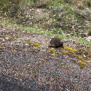 Tachyglossus aculeatus (Short-beaked Echidna) at Bowning, NSW - 2 Oct 2025 by Maren