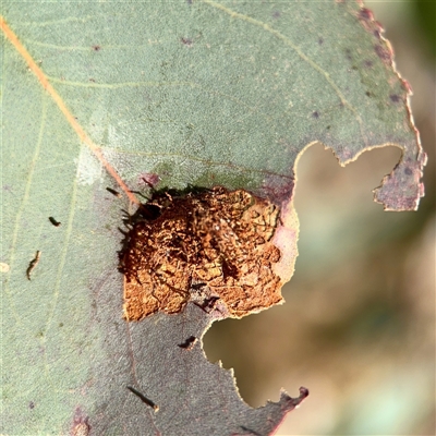 Hypertrophidae (family) (Unidentified Twig Moth) at Parkes, ACT - 1 Oct 2025 by Hejor1
