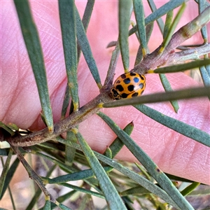 Harmonia conformis (Common Spotted Ladybird) at Russell, ACT - 2 Oct 2025 by Hejor1
