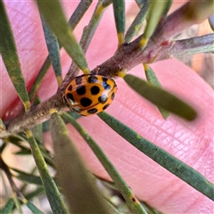 Harmonia conformis at Russell, ACT - 2 Oct 2025 04:38 PM