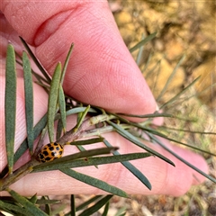 Harmonia conformis at Russell, ACT - 2 Oct 2025 04:38 PM