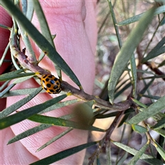 Harmonia conformis at Russell, ACT - 2 Oct 2025 04:38 PM