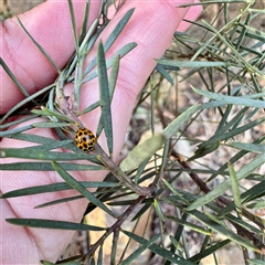 Harmonia conformis at Russell, ACT - 2 Oct 2025 04:38 PM