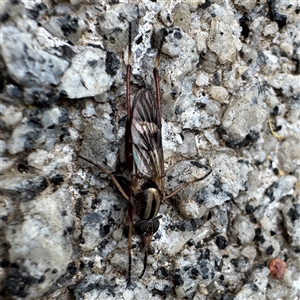 Ectinorhynchus sp. (genus) (A Stiletto Fly) at Russell, ACT - 2 Oct 2025 by Hejor1