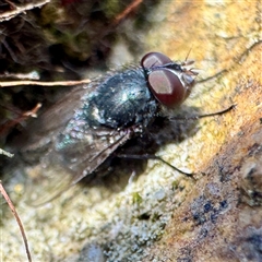 Muscidae (family) (Unidentified muscid fly) at Russell, ACT - 2 Oct 2025 by Hejor1