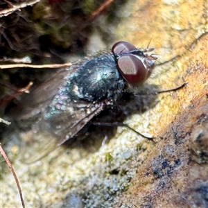 Muscidae (family) (Unidentified muscid fly) at Russell, ACT - 2 Oct 2025 by Hejor1