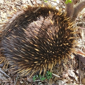 Tachyglossus aculeatus (Short-beaked Echidna) at Penrose, NSW - 2 Oct 2025 by Aussiegall