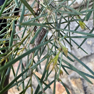 Lepidoscia arctiella (Tower Case Moth) at Russell, ACT - 2 Oct 2025 by Hejor1