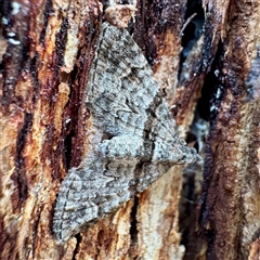 Phrissogonus laticostata (Apple looper moth) at Russell, ACT - 2 Oct 2025 by Hejor1