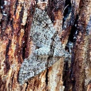 Phrissogonus laticostata (Apple looper moth) at Russell, ACT - 2 Oct 2025 by Hejor1