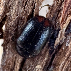 Dermestidae sp. (family) at Russell, ACT - 2 Oct 2025 by Hejor1