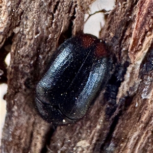 Dermestidae sp. (family) at Russell, ACT - 2 Oct 2025 by Hejor1
