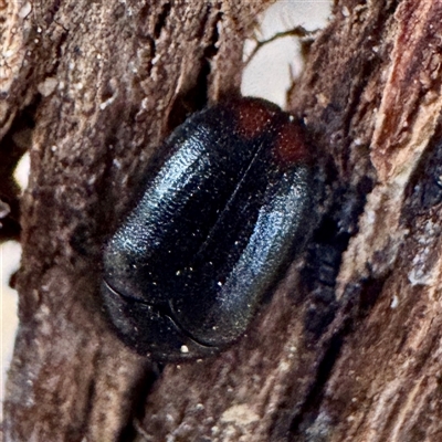 Dermestidae sp. (family) at Russell, ACT - 2 Oct 2025 by Hejor1