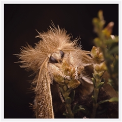 Euproctis baliolalis (Browntail Gum Moth) at Yarralumla, ACT - 25 Sep 2025 by SimoneS