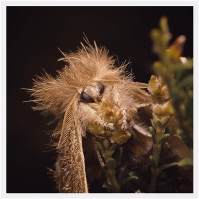 Euproctis baliolalis (Browntail Gum Moth) at Yarralumla, ACT - 25 Sep 2025 by SimoneS