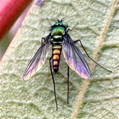 Sciapodinae (subfamily) (A long-legged fly) at Russell, ACT - 2 Oct 2025 by Hejor1
