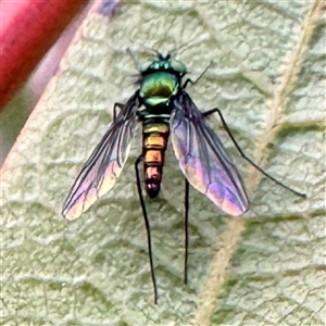 Sciapodinae (subfamily) (A long-legged fly) at Russell, ACT - 2 Oct 2025 by Hejor1