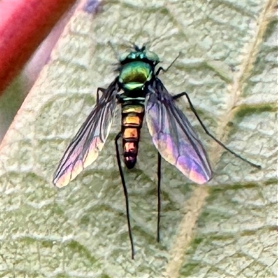 Sciapodinae (subfamily) (A long-legged fly) at Russell, ACT - 2 Oct 2025 by Hejor1