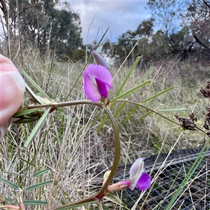 Vicia sp. at Campbell, ACT - 2 Oct 2025 by Hejor1