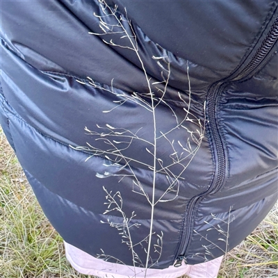 Eragrostis curvula (African Lovegrass) at Campbell, ACT - 2 Oct 2025 by Hejor1