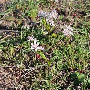 Wurmbea dioica subsp. dioica (Early Nancy) at Hawker, ACT - 30 Sep 2025 by sangio7