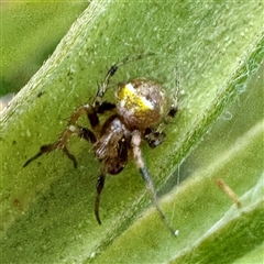 Araneus albotriangulus at Campbell, ACT - 2 Oct 2025 by Hejor1