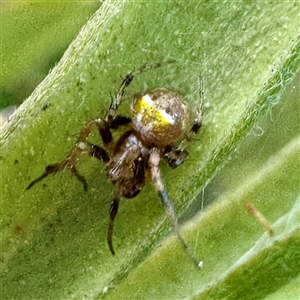 Araneus albotriangulus at Campbell, ACT - 2 Oct 2025 by Hejor1