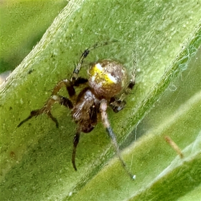 Araneus albotriangulus at Campbell, ACT - 2 Oct 2025 by Hejor1